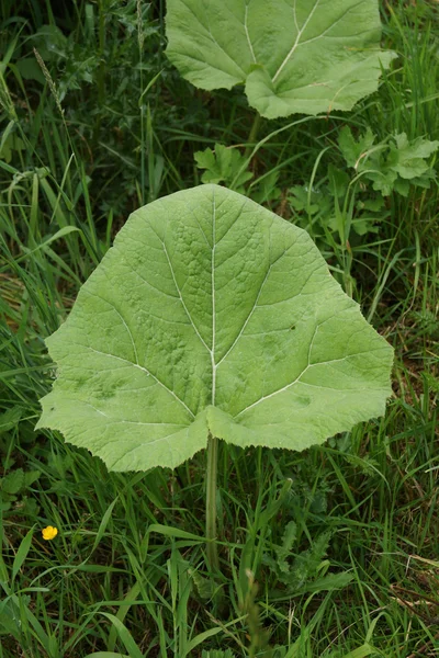 Butterrbur - Petasites hybridus — стокове фото