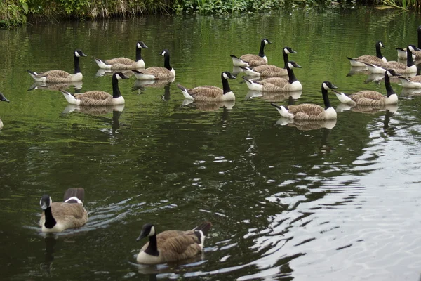 Ganso de Canadá - Branta canadensis — Foto de Stock