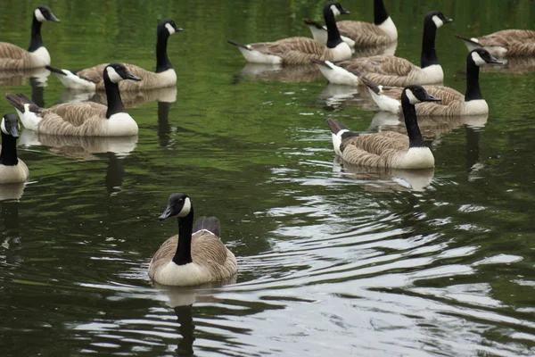 Canada Goose - Branta canadensis — Stock Photo, Image