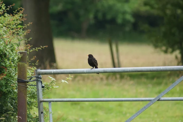 Mirlo común - Turdus merula —  Fotos de Stock