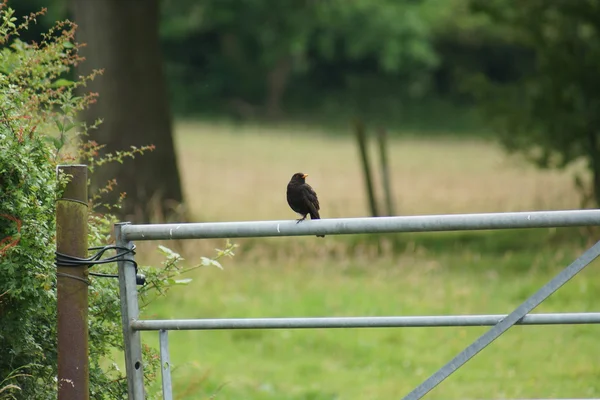 Mirlo común - Turdus merula —  Fotos de Stock