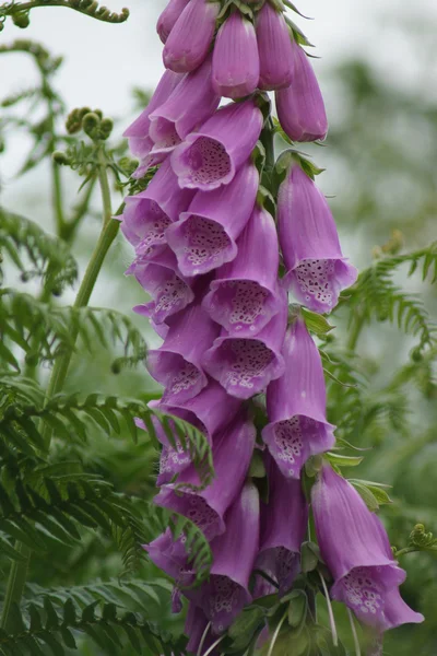 Vanlig fingerborgsblomma - Digitalis purpurea purpurea — Stockfoto