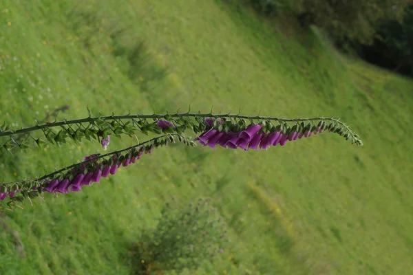 일반적인 디 기 탈리스-제 purpurea purpurea — 스톡 사진