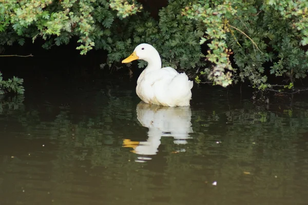 White Domestic Duck - Anas platyrhynchos domesticus — Stock Photo, Image