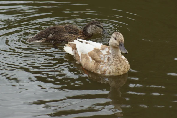 Wilde eend - anas platyrhynchos — Stockfoto