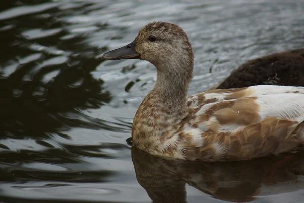 Ánade azulón - anas platyrhynchos — Foto de Stock