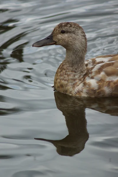 Pato-real - anas platyrhynchos — Fotografia de Stock