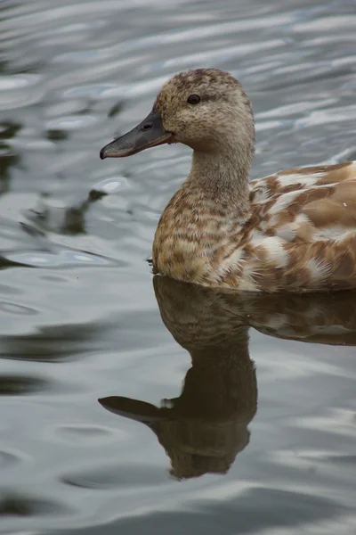 Wilde eend - anas platyrhynchos — Stockfoto