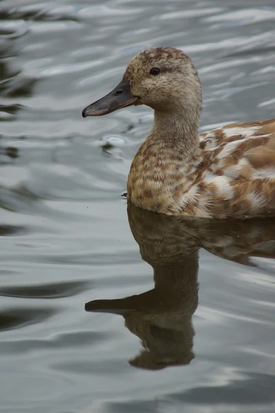 マガモ - anas platyrhynchos — ストック写真