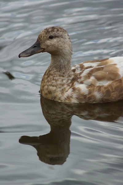 マガモ - anas platyrhynchos — ストック写真