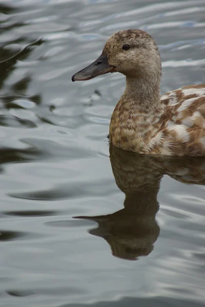 Pato-real - anas platyrhynchos — Fotografia de Stock