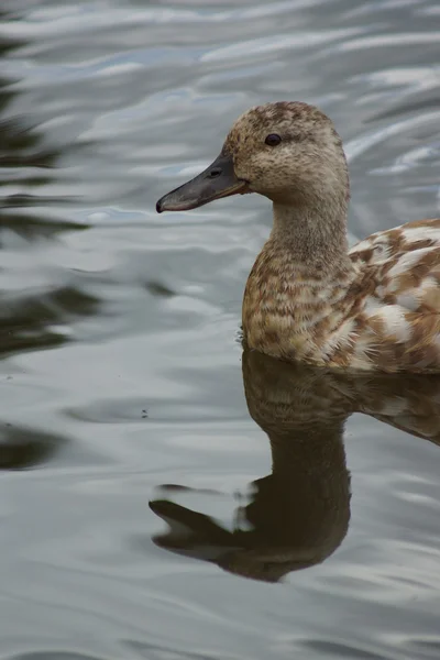 Canard colvert - anas platyrhynchos — Photo