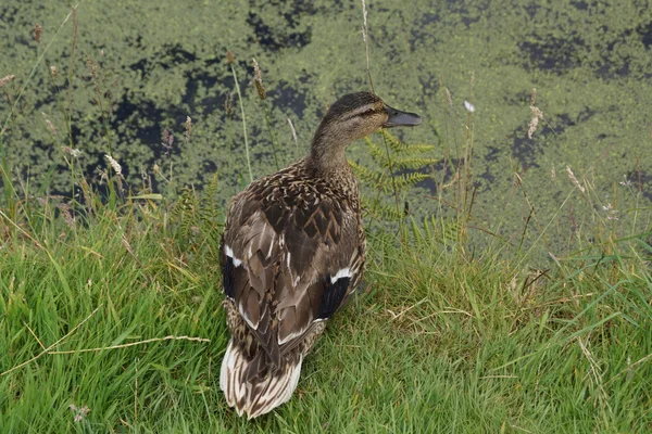 Ánade azulón - anas platyrhynchos — Foto de Stock