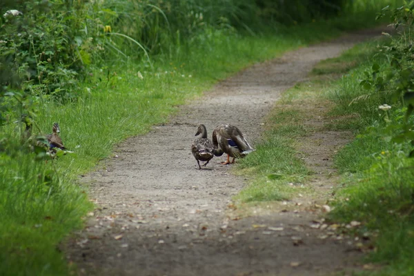 Droga do romansu Mallard - Anas platyrhynchos — Zdjęcie stockowe