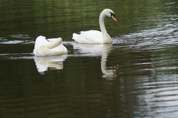Пара Mute Swan - Cygnus color — стоковое фото