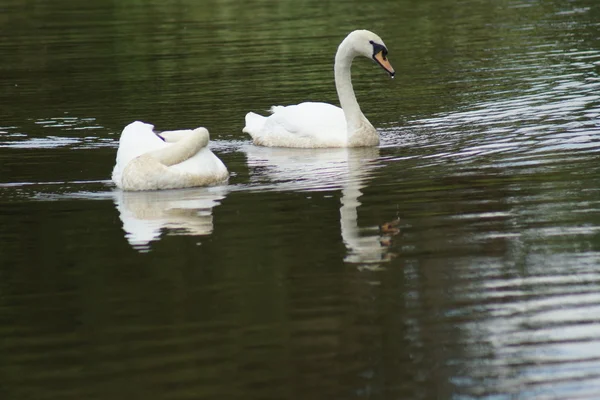 Coppia di cigni muti - Cygnus olor — Foto Stock