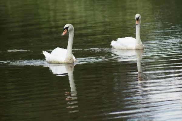 Pair of Mute Swan - Cygnus olor — Stock Photo, Image