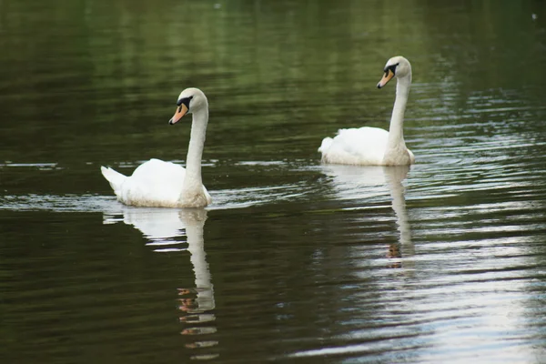 Pair of Mute Swan - Cygnus olor — Stock Photo, Image