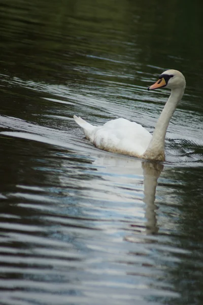 Němá labuť - cygnus olor — Stock fotografie