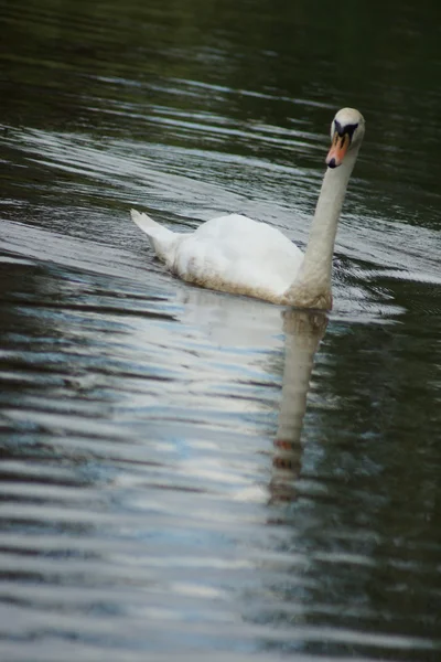 Mute Swan - Cygnus olor — Fotografie, imagine de stoc