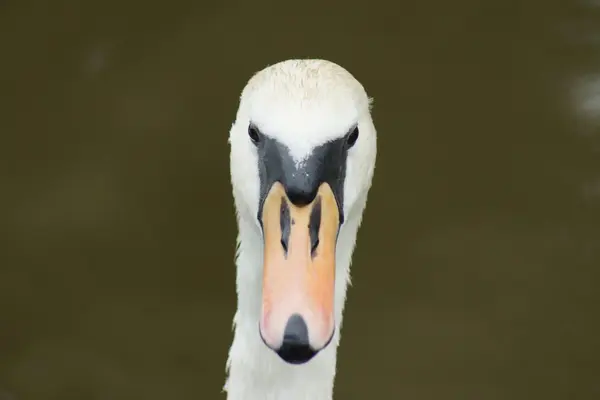 Łabędź niemy - cygnus olor — Zdjęcie stockowe