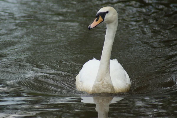 Cisne mudo - cygnus olor — Fotografia de Stock