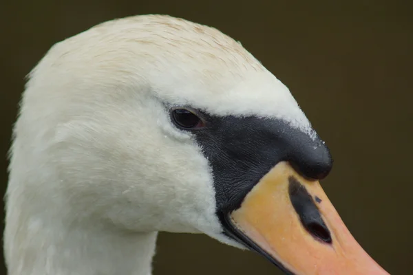 Sessiz kuğu - cygnus olor — Stok fotoğraf