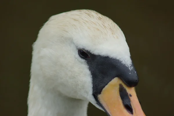 Немой лебедь - cygnus olor — стоковое фото