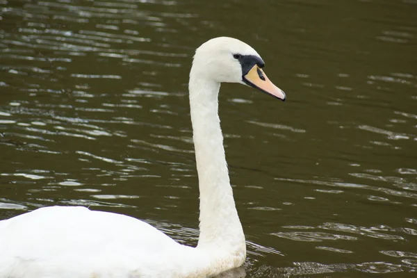 Němá labuť - cygnus olor — Stock fotografie