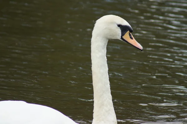 Cisne mudo - cygnus olor — Foto de Stock