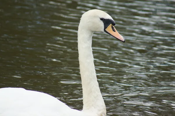 Cisne mudo - cygnus olor — Foto de Stock