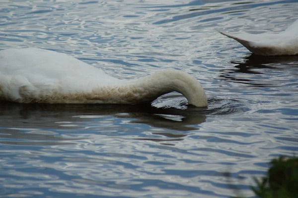 Néma hattyú - cygnus olor — Stock Fotó