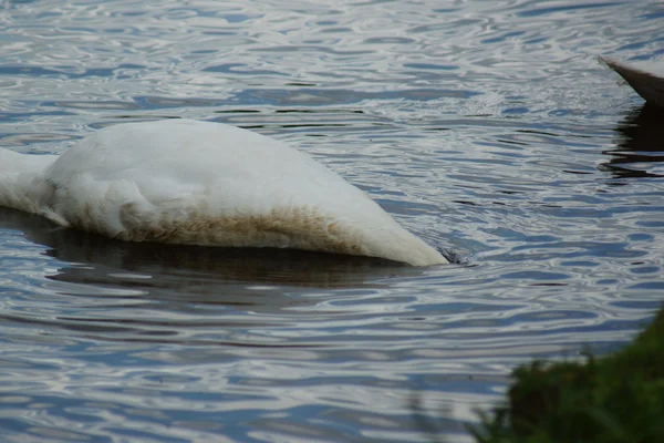 Mute Swan - Cygnus olor — Stock Photo, Image