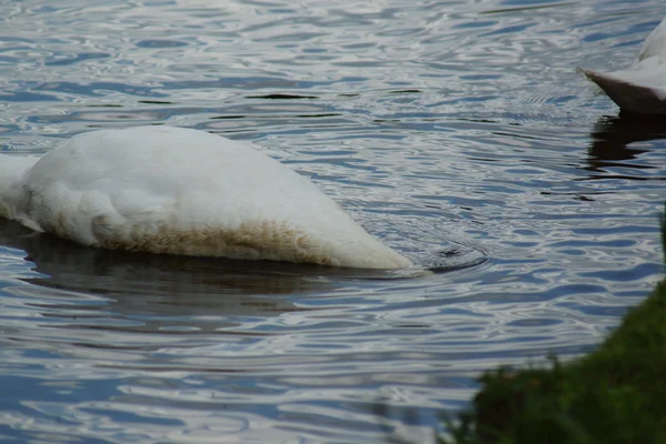 Немой лебедь - cygnus olor — стоковое фото