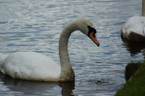 Cisne mudo - cygnus olor — Fotografia de Stock