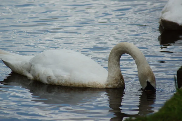 Cisne mudo - cygnus olor — Fotografia de Stock