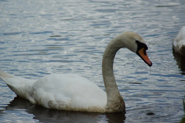 Cisne mudo - cygnus olor —  Fotos de Stock