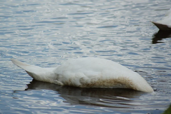 Cisne mudo - cygnus olor — Fotografia de Stock