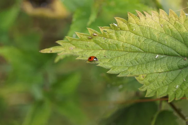 Двокрапковий Ladybird - Адалія б'юктата — стокове фото