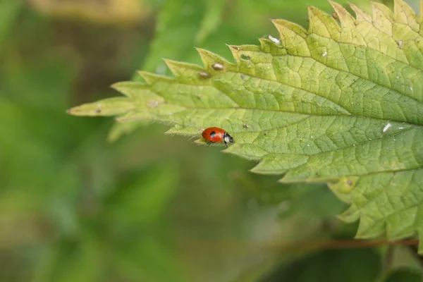 Двокрапковий Ladybird - Адалія б'юктата — стокове фото