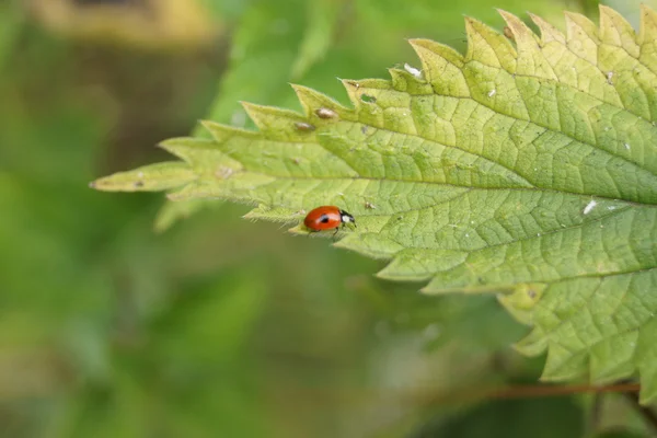 Двокрапковий Ladybird - Адалія б'юктата — стокове фото