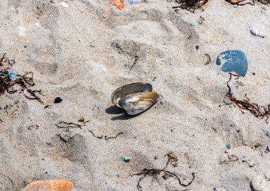 Narragansett Rhode Island 'da kumsalda renkli kayalarla açık deniz kabuğu..