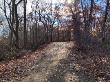 Southards Pond Park 'taki toprak yol Aralık başında sabah yürüyüşünde yapraklarla kaplıydı..