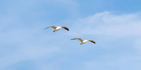 Due Gabbiani Che Volano Insieme Scivolando Forte Vento Con Cielo — Foto Stock