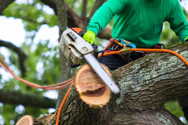 Primo Piano Professionista Della Rimozione Albero Seduto Albero Con Una — Foto Stock