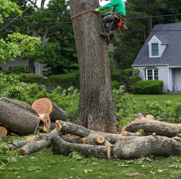Man Climbing Tree Trunk Cutting Large Branches Thr Process Reoving — Foto Stock