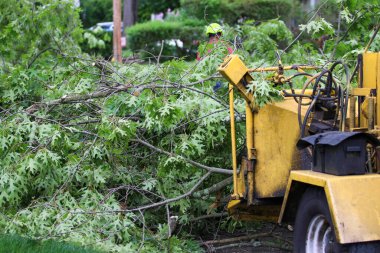A wood chipper machine is cleaning up branches on the ground after a wind storm.
