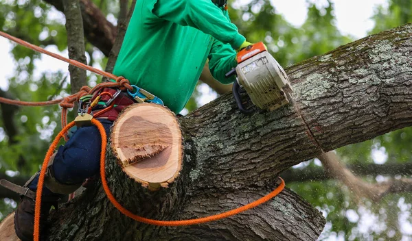 Worker sitting in a tree using a chainsaw to cut off branches while cutting down the tree.