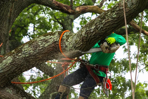 Worker Tied Tree While Using Chainsaw Remove Large Decaying Branches — Stockfoto