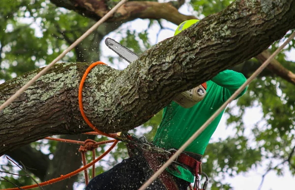 A man is strapped in a tree cutting off branches with a small chainsaw to remove the tree completely.